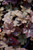 Palace Purple Coral Bells (Heuchera micrantha 'Palace Purple' 4802.1) #1 