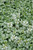 White Nancy Spotted Dead Nettle (Lamium maculatum 'White Nancy' 5044.1) #1 