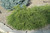 Mops Falsecypress (Chamaecyparis pisifera 'Mops' 2061.315) #3 15-18"