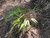 Red Wind Hakone Grass (Hakonechloa macra 'Beni-Kaze' 5917*1) TRADE 1 