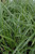 Ice Dance Sedge (Carex morrowii 'Ice Dance' 4141.1) #1 