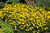 Zagreb Tickseed (Coreopsis verticillata 'Zagreb' 4276.1) #1 