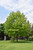 Red Oak (Quercus rubra 05302*) 2" 