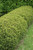 Green Gem Boxwood (Buxus 'Green Gem' 2094.312) #3 12-15" Green Gem Boxwood (Buxus 'Green Gem' 2094.312) #3 12-15"