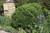 Green Gem Boxwood (Buxus 'Green Gem' 2094.312) #3 12-15"