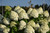 Limelight Hydrangea (Hydrangea paniculata 'Limelight' 1270.3PW) #3 PWINNER