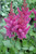 Visions Astilbe (Astilbe chinensis 'Visions' 4081.1) #1 