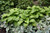 Guacamole Hosta (Hosta 'Guacamole' 4836.1) #1 