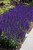 Caradonna Sage (Salvia nemorosa 'Caradonna' 5856.1) #1 