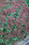 Matrona Stonecrop (Sedum 'Matrona' 5602.1) #1 