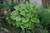 Sum and Substance Hosta (Hosta 'Sum and Substance' 4931.1) #1 