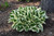 Patriot Hosta (Hosta 'Patriot' 4924.1) #1 