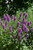 Hummelo Betony (Stachys monieri 'Hummelo' 5674.1) #1 