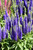 Royal Candles Speedwell (Veronica spicata 'Royal Candles' 5552.1) #1 
