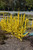 Show Off Starlet Forsythia (Forsythia x intermedia 'Minfor6' 1093.3PW) #3 PWINNER