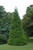 Green Giant Arborvitae (Thuja 'Green Giant' 2153.865) #10 5'