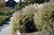 Gracillimus Maiden Grass (Miscanthus sinensis 'Gracillimus' 5139.1) #1 