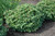 Dwarf European Cranberry (Viburnum opulus 'Nanum' 1495.312) #3 12-15"