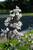 Husker Red Beard Tongue (Penstemon digitalis 'Husker Red' 5261.1) #1 