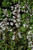 Husker Red Beard Tongue (Penstemon digitalis 'Husker Red' 5261.1) #1 