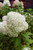 Bobo Hydrangea (Hydrangea paniculata 'ILVOBO' 1891.3PW) #3 PWINNER Bobo Hydrangea (Hydrangea paniculata 'ILVOBO' 1891.3PW) #3 PWINNER