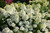 Bobo Hydrangea (Hydrangea paniculata 'ILVOBO' 1891.3PW) #3 PWINNER