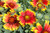 Arizona Sun Blanket Flower (Gaillardia x grandiflora 'Arizona Sun' 4184.1) #1 