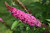 Miss Molly Butterfly Bush (Buddleia 'Miss Molly' 1852.3PW) #3 PWINNER