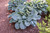 Big Daddy Hosta (Hosta 'Big Daddy' 4927.1) #1 