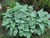 Halcyon Hosta (Hosta 'Halcyon' 4917.1) #1  Halcyon Hosta (Hosta 'Halcyon' 4917.1) #1