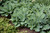 Halcyon Hosta (Hosta 'Halcyon' 4917.1) #1 