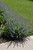 Blue Wonder Catmint (Nepeta x faassenii 'Blue Wonder' 5239.1) #1 