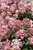 Little Quick Fire Hydrangea (Hydrangea paniculata 'SMHPLQF' 1338.5PW) #5 PWINNER