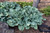 Krossa Regal Hosta (Hosta 'Krossa Regal' 4918.1) #1 