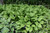 Royal Standard Hosta (Hosta 'Royal Standard' 4937.1) #1 