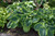 Frances Williams Hosta (Hosta 'Frances Williams' 4929.1) #1 