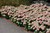 Autumn Joy Stonecrop (Sedum 'Autumn Joy' 5340.1) #1 
