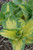 Great Expectations Hosta (Hosta 'Great Expectations' 4889.1) #1 