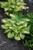 Great Expectations Hosta (Hosta 'Great Expectations' 4889.1) #1 