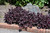 Obsidian Coral Bells (Heuchera 'Obsidian' 4736.1) #1 