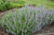 Walker's Low Catmint (Nepeta x faassenii 'Walker's Low' 5437.1) #1 