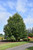 Redpointe Red Maple (Acer rubrum 'Frank Jr.' 0655.968) #15 8'