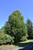 Redpointe Red Maple (Acer rubrum 'Frank Jr.' 0655.968) #15 8'