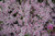 Candy Stripe Moss Phlox (Phlox subulata 'Candy Stripe' 5288.1) #1 