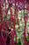 Bailey Red-Twig Dogwood (Cornus baileyi 1047.5) #5 