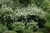 Snowmound Spirea (Spiraea nipponica 'Snowmound' 1377.315) #3 15-18"