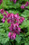 Luxuriant Bleeding Heart (Dicentra 'Luxuriant' 4375.1) #1 
