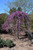 Lavender Twist Redbud (Cercis canadensis 'Covey' 0114.9) #15 