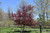 Royal Raindrops Flowering Crab (Malus 'JFS-KW5' 0328.966) #15 6'