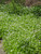 Sweet Woodruff (Galium odoratum 4339.1) #1 